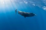 最近抖音上爆红的鲸落南北鲨掉东西是什么梗?